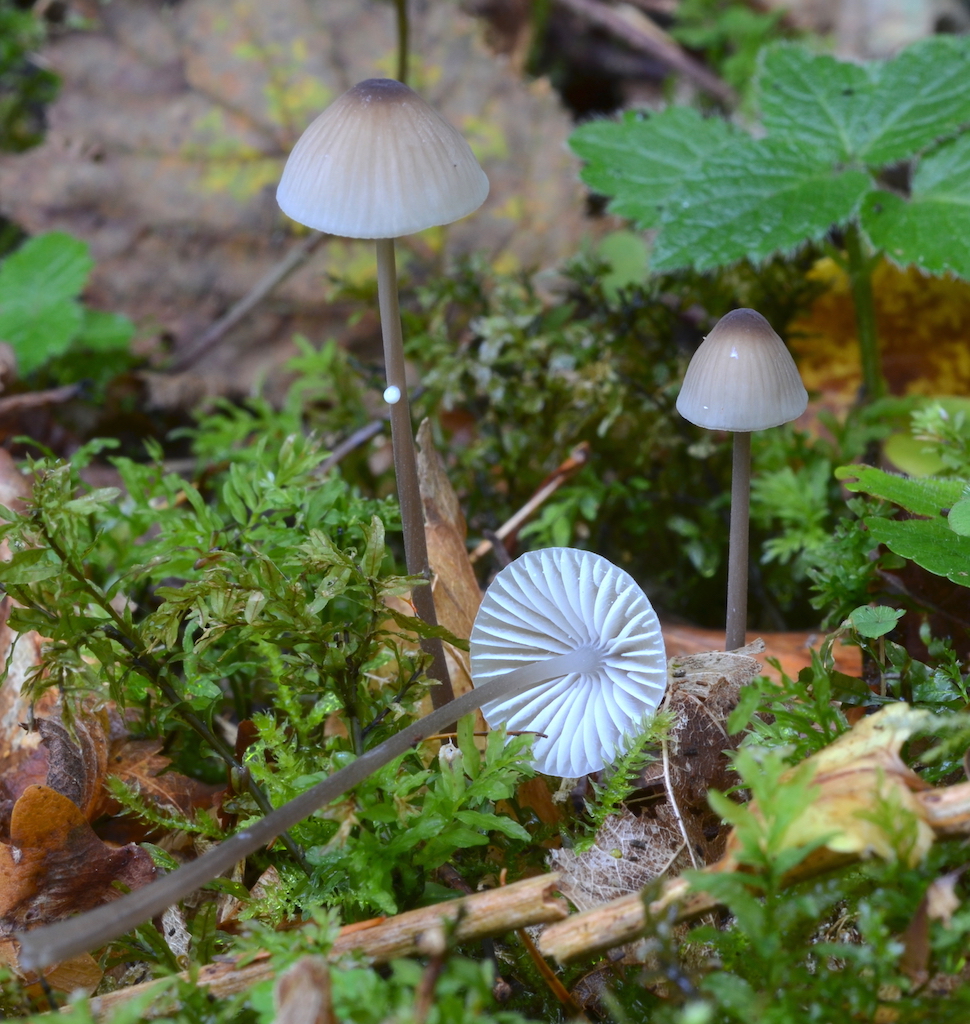 Description : Macintosh HD:Users:hcochard:Documents:WWW_perso:Mycena:Mycena galopus_fichiers:image001.jpg
